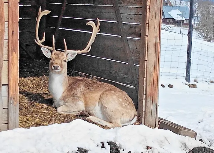 Bed & Breakfast Osrodek Wypoczynkowy U Bartka Czerwienne